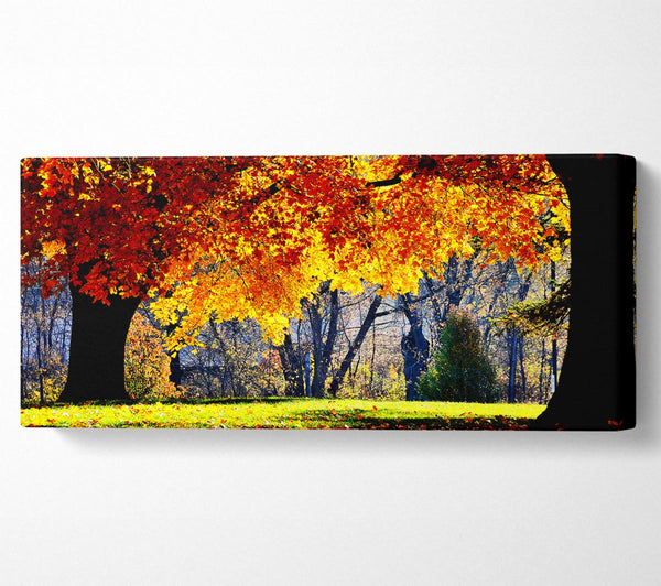 The Golden Autumn Tree