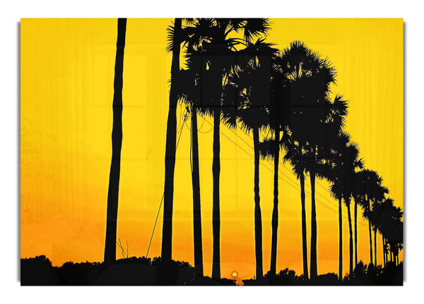 Sunset Tree