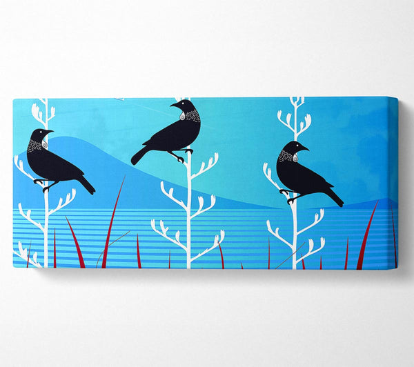 Tui Birds