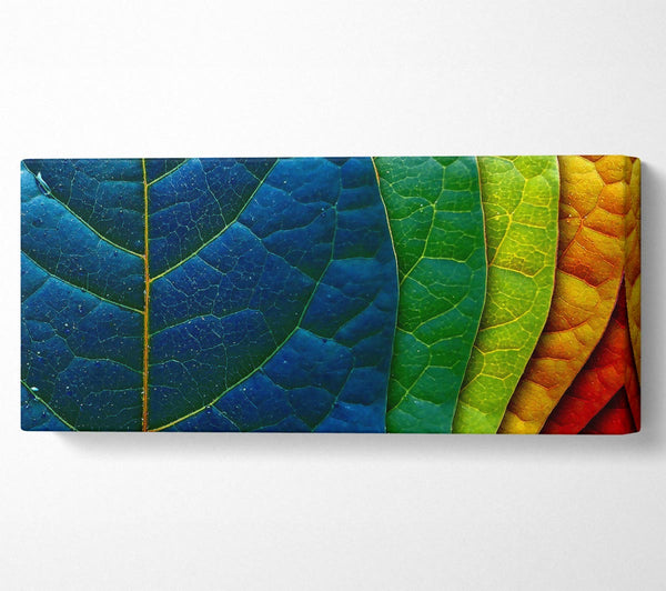 Colourful Leaves