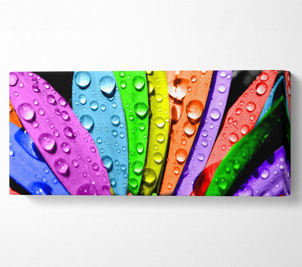 Colourful Flower