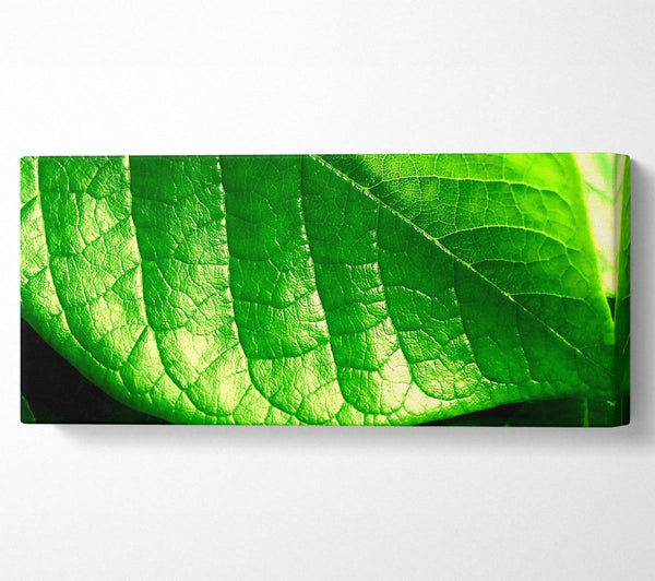 Veins Of A Leaf