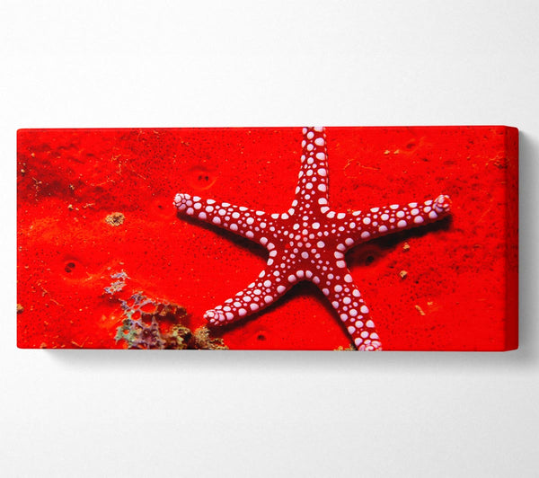 Red Starfish