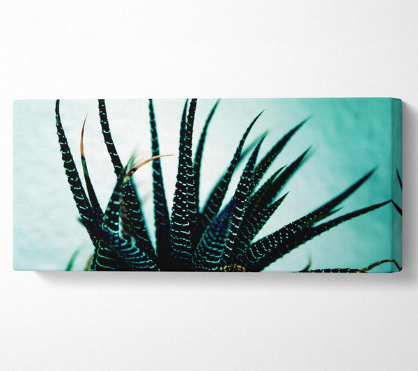 Sea Urchin