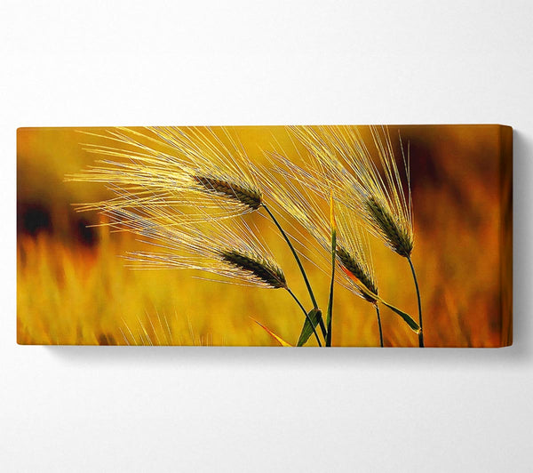 Wheat In The Golden Sunlight