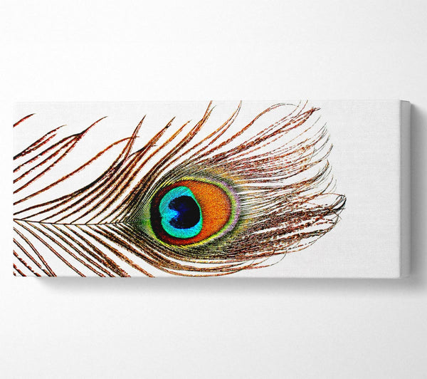 Peacock Feather