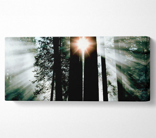 Sun Through The Trees