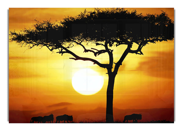 Afrikanischer Safaribaum im Sonnenlicht