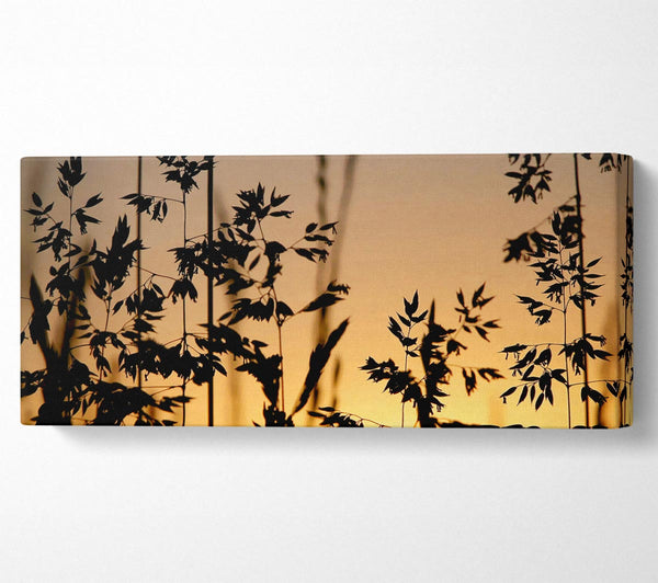 Sunlight Through The Reeds