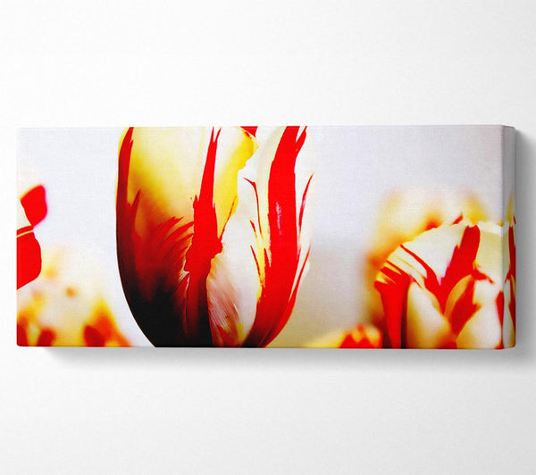 Tulip Heads
