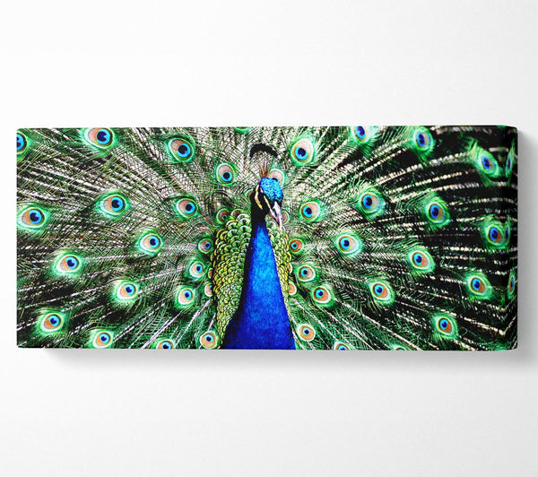 Stunning Peacock Feathers