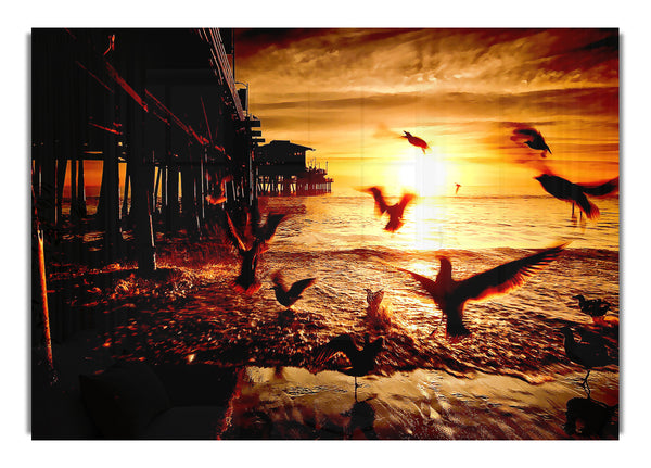 Sea And Fly Birds