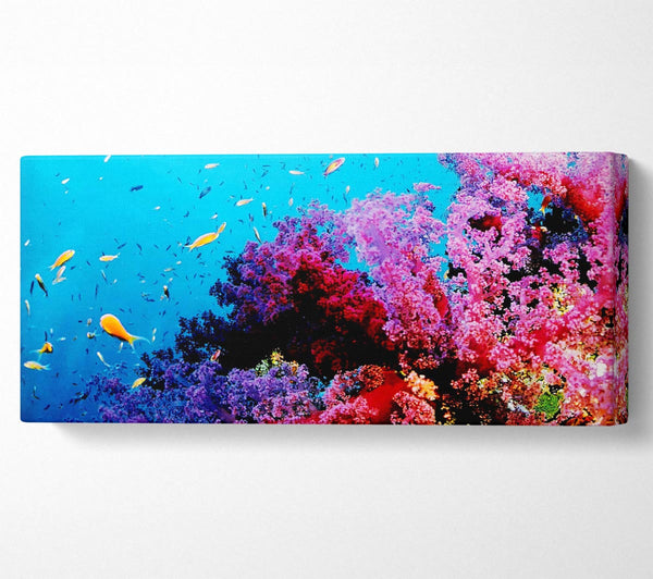 Magical Coral Ocean