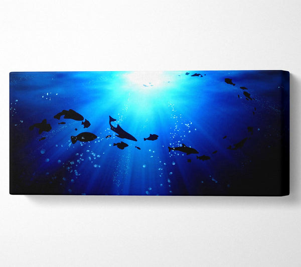 Life Under The Ocean
