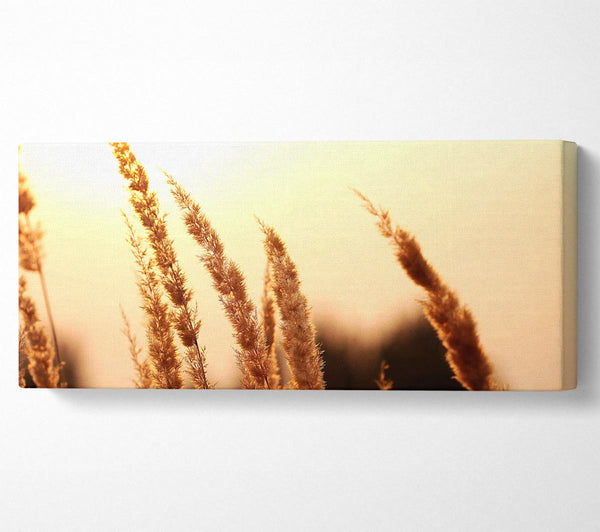 Yellow Sunset