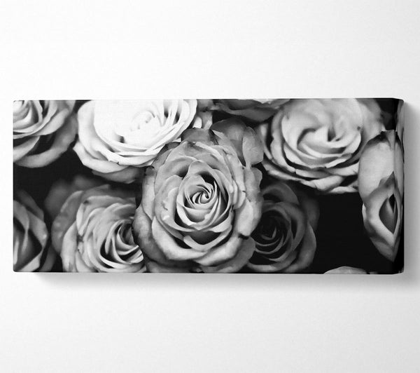 Roses Black And White