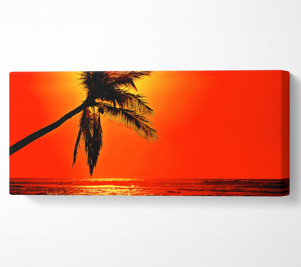 Palmtree Sunblaze