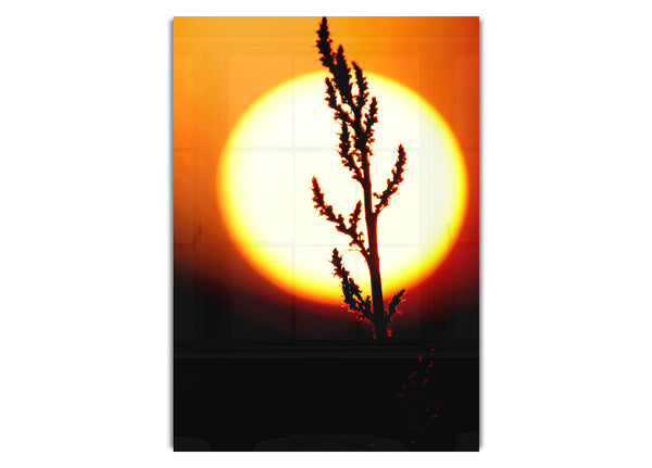 Stunning Sun Glow Orange