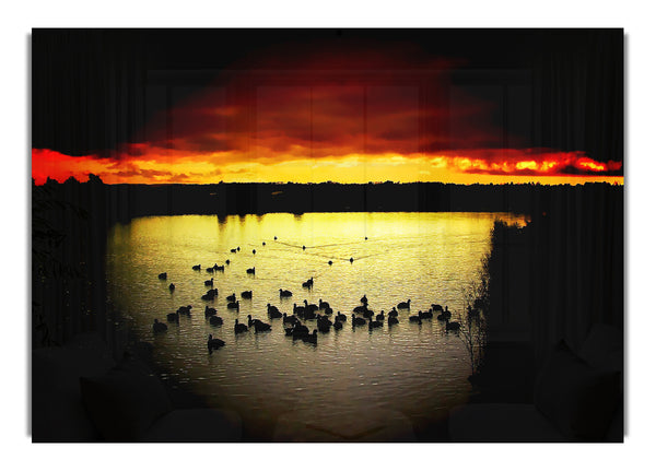 Birds Paradise