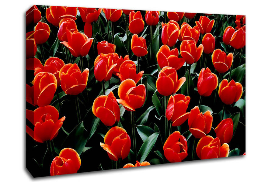  A Canvas Print of A Garden Of Red Tulips Canvas Art