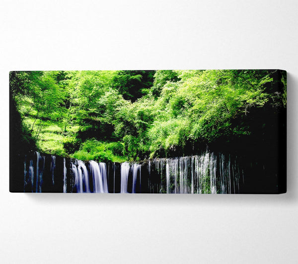 Rain Forest