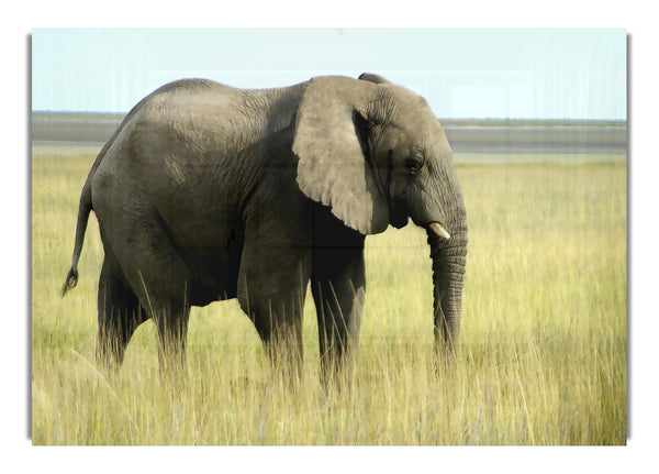 Afrikanischer Elefant Namibia