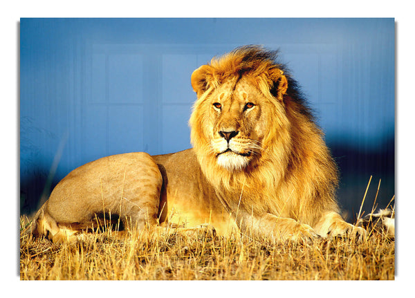 Afrikanischer König der Löwen