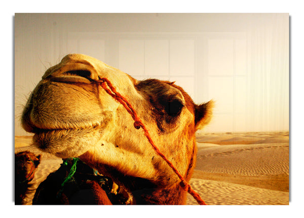 Camel Smile