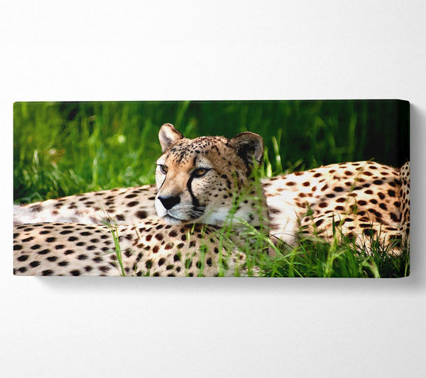 Cheetah Duo