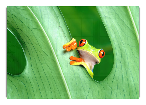 Frog