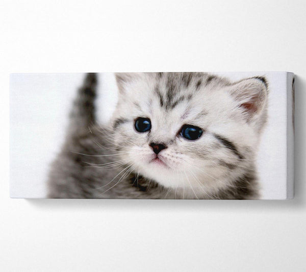 Kitty Cat