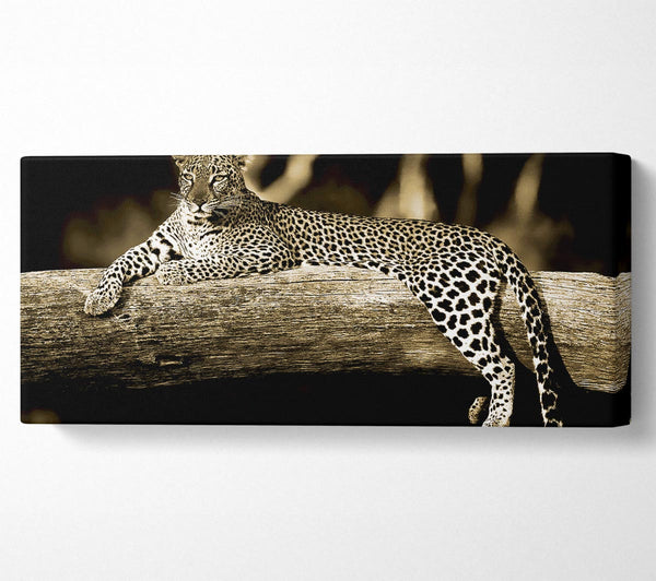 Leopard Lazy Days