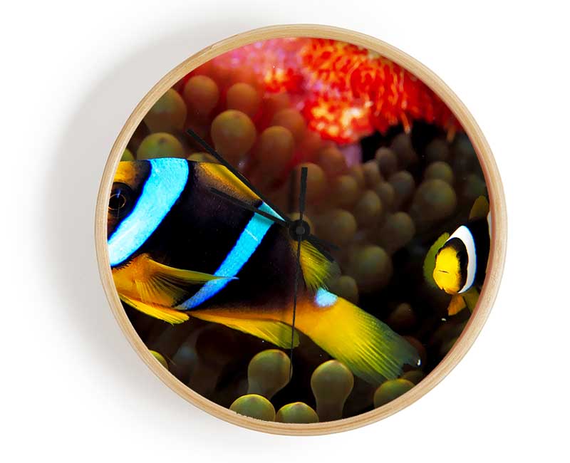 Neon Clown Fish Clock - Wallart-Direct UK