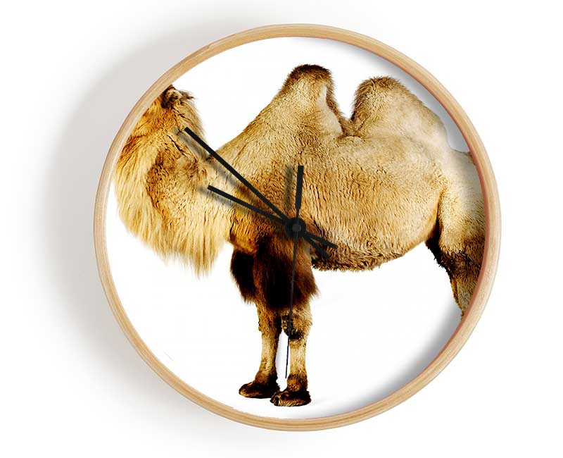 One Hump Or Two Clock - Wallart-Direct UK