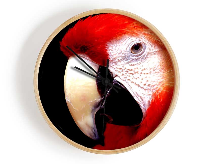 Parrot High Resolution Clock - Wallart-Direct UK