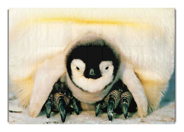 Penguin Love