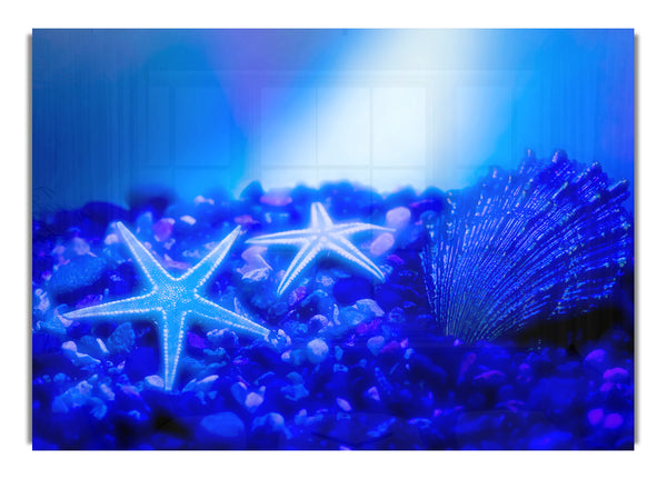 Stunning Blue Starfish