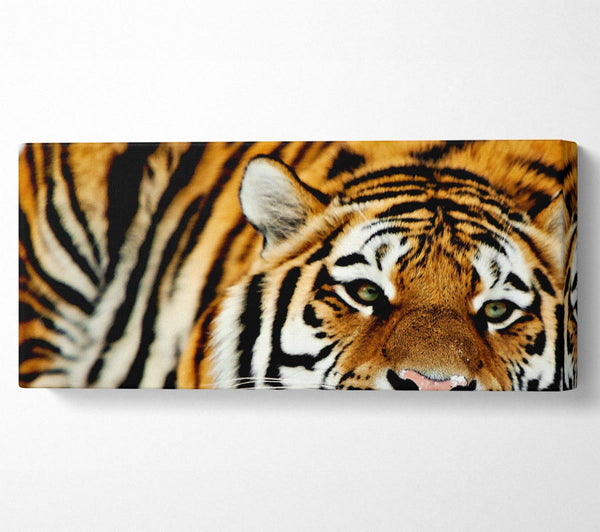 Tiger Snow Nose