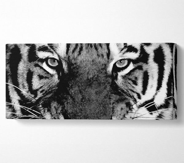 Tiger Stare B n W