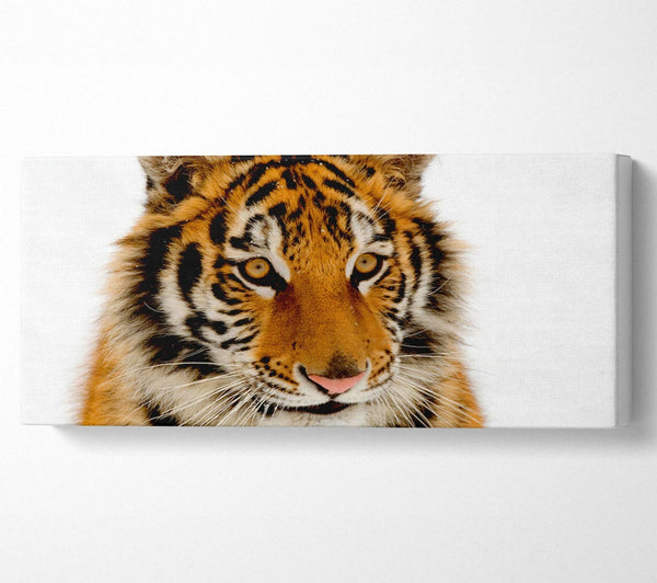 Tiger Stare