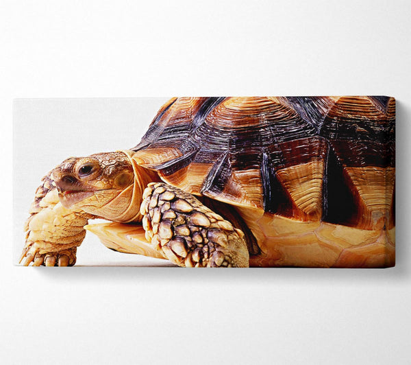 Tortuous Walk