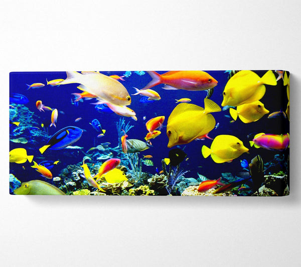 Tropical Fish Underwater