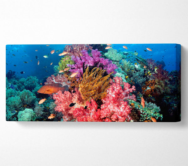 Tropical Fish