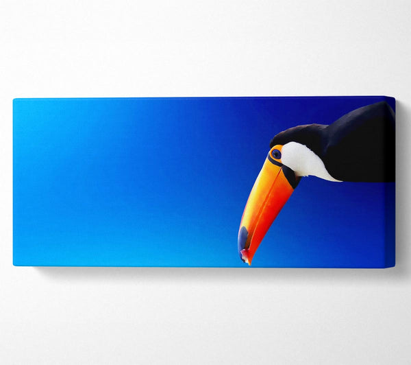 Tucan Beauty
