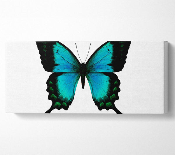 Turquoise Butterfly Wings