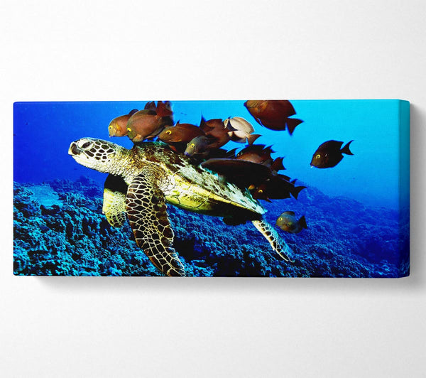 Turtle Love