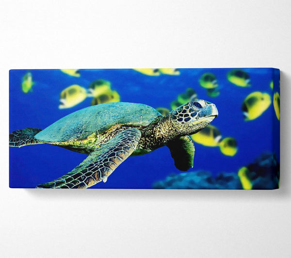 Turtle Ocean