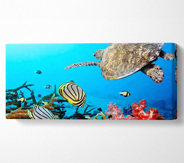Underwater Turtle And Fish