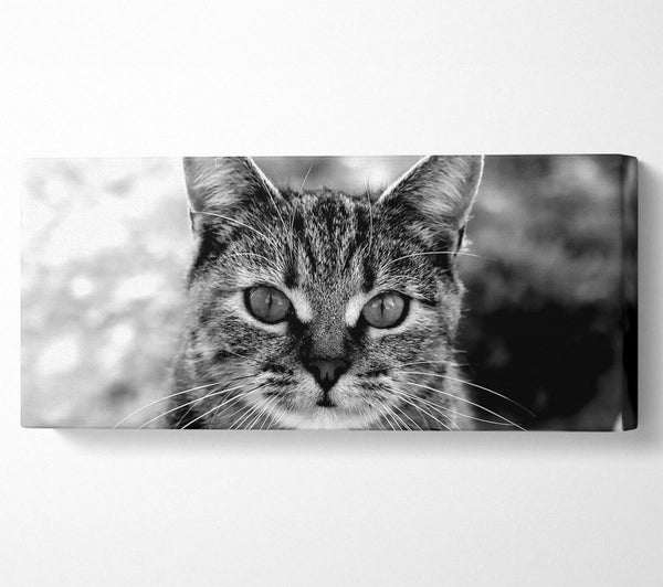 Whiskers