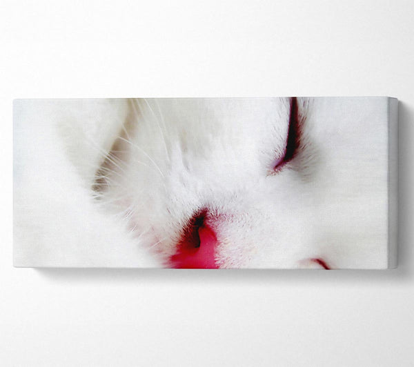 White Fluffy Cat